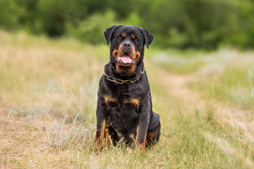 rottweiler dog animal portrait