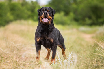 rottweiler dog animal portrait