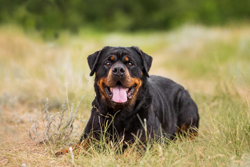 rottweiler dog animal portrait