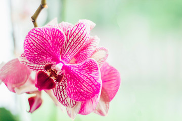 Pink orchid with veins on a white background. Close-up. background with space for text. Beautiful unusual orchid on a blurred background.