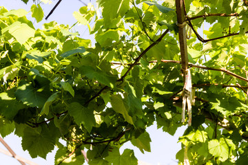 grapes in the garden green a lot of