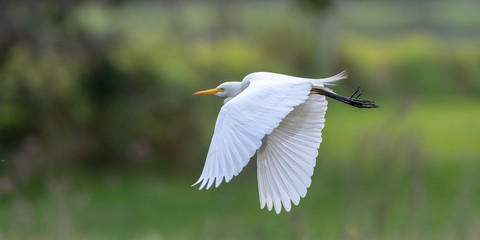 Egret flying