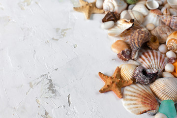Seashells collection on a light textured background. Creative vacation or travel background, dreaming of the sea, ocean, close up