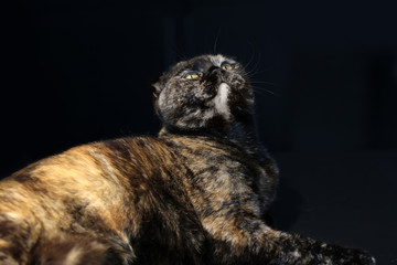 Beautiful portrait of a Scottish fold cat dark or tortoiseshell color on a dark background, lighting warm light.