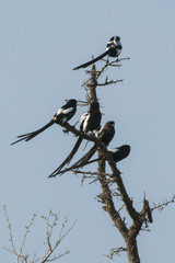 Pie grièche, Urolestes melanoleucus, Corvinelle noir et blanc