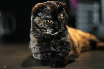 Scottish cat tortoise color sitting on the table. Photo in dark colors. Cat look down.