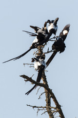 Pie grièche, Urolestes melanoleucus, Corvinelle noir et blanc