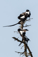 Pie grièche, Urolestes melanoleucus, Corvinelle noir et blanc