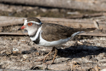 Gravelot à triple collier,.Charadrius tricollaris, Three banded Plover