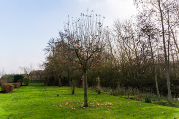 Apfelbaum mit Äpfel ohne Blätter