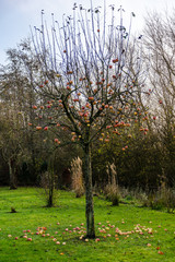Apfelbaum mit Äpfel ohne Blätter
