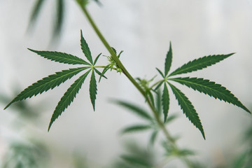 Wild agricultural hemp grows in the countryside