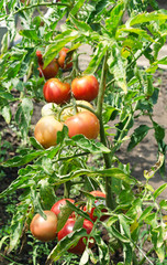 Vertical shot. Green and red tomatoes nestled on the vine