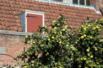 quittenbaum mit reifen früchten