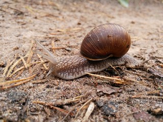 snail