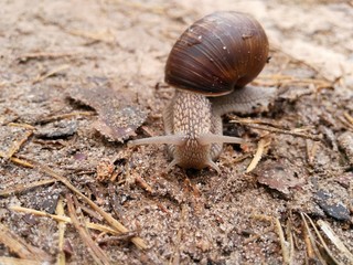 snail