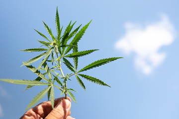 guy holds a twig with hemp leaves on a background of blue sky