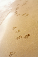 dog footprints on the sand. walk along the coast