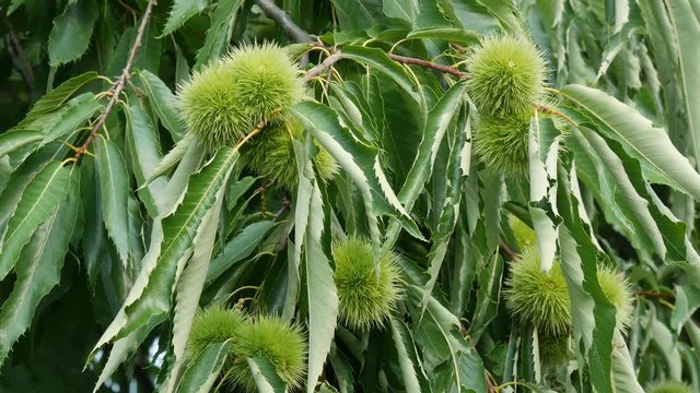 Chestnut tree or Castanea sativa with ripe seeds inside spiky cupules at branch, 4K footage