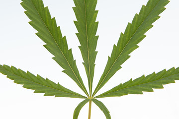 big leaf of cannabis on a white background