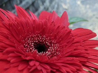 red flower on green background