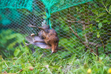 Dead blackbird tangled in the plastic protective berry netting.
