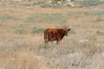 a cow grazing in a field with large stones lying on a field on an overcast day.
