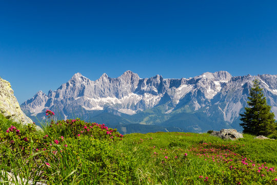 Almrausch vor dem Dachstein