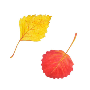 yellow and red autumn leaves on white clip art preview