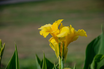 Yellow Flower Botanical Garden Wuppertal