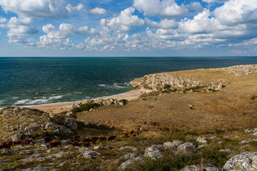 The general's beaches of the Crimean peninsula on a sleepy day with clouds in the sky, cows grazing in the steppe expanses, filmed in the season of golden autumn yellow-golden brown.