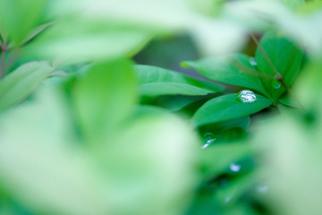 葉の間から見える水滴（drop between the leaves）
