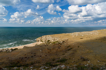 The general's beaches of the Crimean peninsula on a sleepy day with clouds in the sky, cows grazing in the steppe expanses, filmed in the season of golden autumn yellow-golden brown.