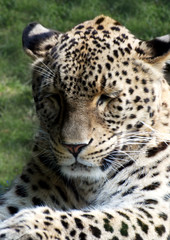 Fototapeta na wymiar Leopardo steso
