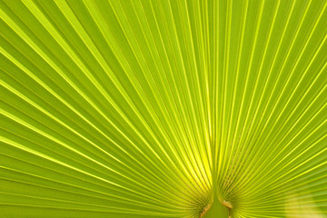 Fototapeta premium Palm leaf backlit by sunlight