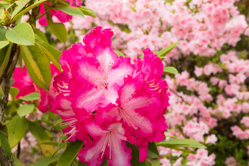 あしかがフラワーパーク　花の風景
