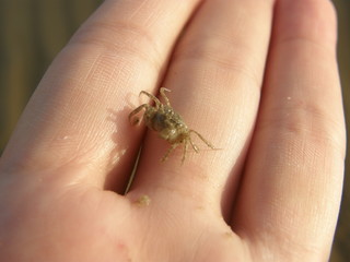 Obraz premium Stroll the beach and catch a wind crab by hand