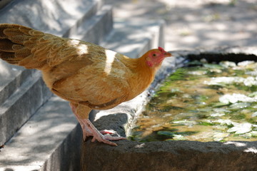 Yellow chicken/hen is drinking in a flower pond. It is beautiful chicken with smooth fur. 