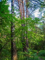 Tall trees in a mixed forest rush tops in the blue sky