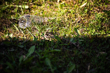 Crumpled  plastic wrap in the grass