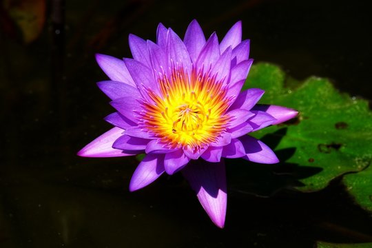 Pygmy Water-lily is an herbaceous perennial with submergent stems and floating leaves arising from a thick rhizome. Beautiful purple Pygmy Water-lily on the water.