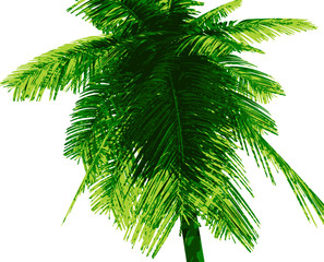 Palm tree made in 3D Render