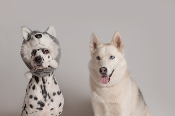 Dalmatian dog in husky hat copies the look of another siberian husky dog. Two funny dogs are sitting in front of camera on white background. Best friends, relationship concept. Copy space - 282398010