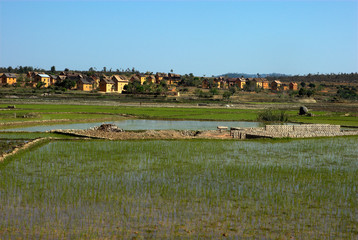 Riz, Risiére, Orysa sativa,  Madagascar
