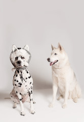 Naklejka na ściany i meble Dalmatian dog in husky hat copies the look of another siberian husky dog. Two funny dogs are sitting in front of camera on white background. Best friends, relationship concept. Copy space