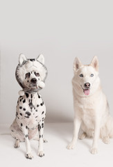 Naklejka na ściany i meble Two dogs in funny hats posing in front of camera on white background. Siberian husky and dalmatian dog in hat of dog. Best friends, relationship concept. The dog copies the look of another dog