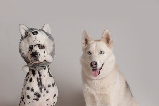 Dalmatian dog in husky hat copies the look of another siberian