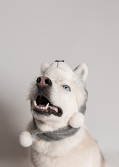 Funny siberian husky dog is in warm cap with animal ear flaps. Portrait of cute and beautiful dog in costume sitting among white background. Costume, party concept. Split personality. Copy space