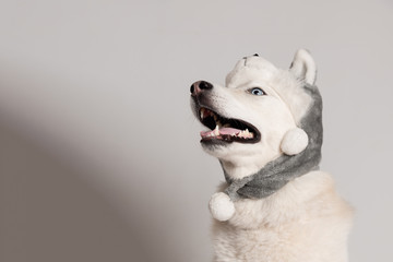 Happy siberian husky dog is in warm cap with animal ear flaps. Portrait of cute and beautiful dog in costume sitting among white background. Costume, party concept. Dog looks left