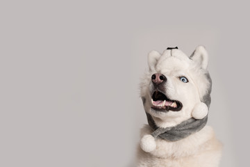 Fototapeta premium Happy siberian husky dog is in warm cap with animal ear flaps. Portrait of cute and beautiful dog in costume sitting among white background. Costume, party concept. Dog looks up